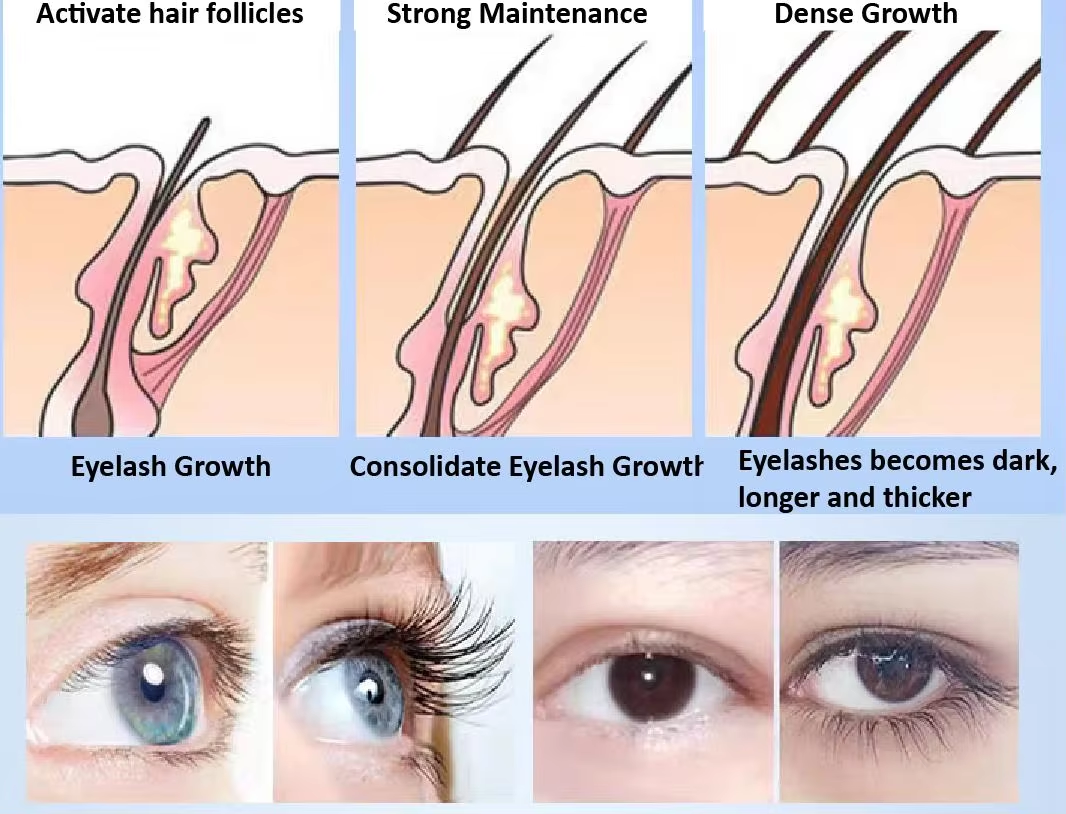 Eyelashes Growth Serum OEM